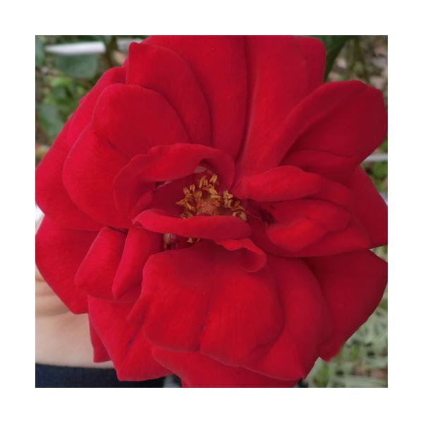 oc (\̔) CLE[X^[ 2N劔c 4