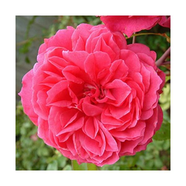 oc (\̔) ACo[Y [Y 2N劔c 4