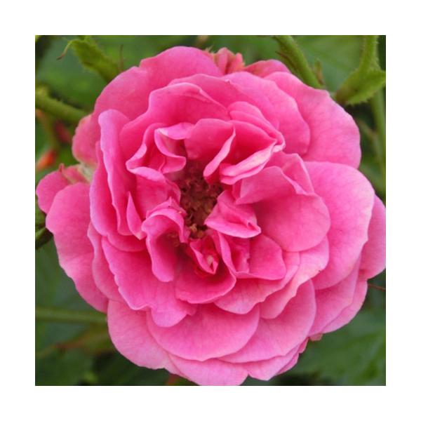 oc (\̔) GXz 2N劔c 4