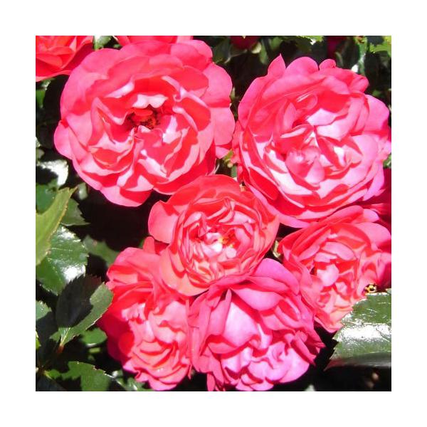 oc (\̔) Qgi[tCf 2N劔c 4