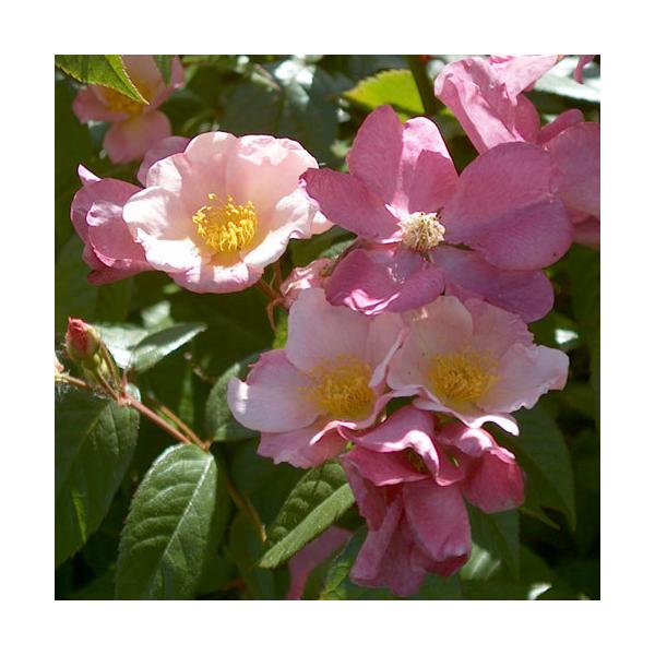 oc (\̔)  pgVAuVF 2N劔c 4