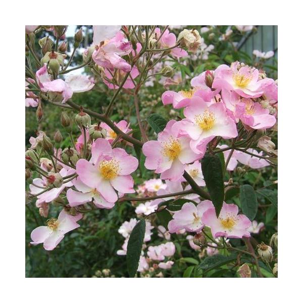 oc (\̔) sN}WbN 2N劔c 4