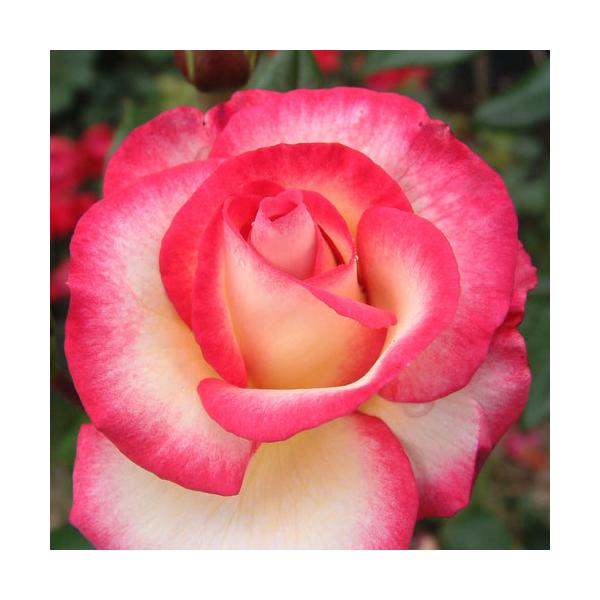 oc (\̔) wf 2N劔c 4