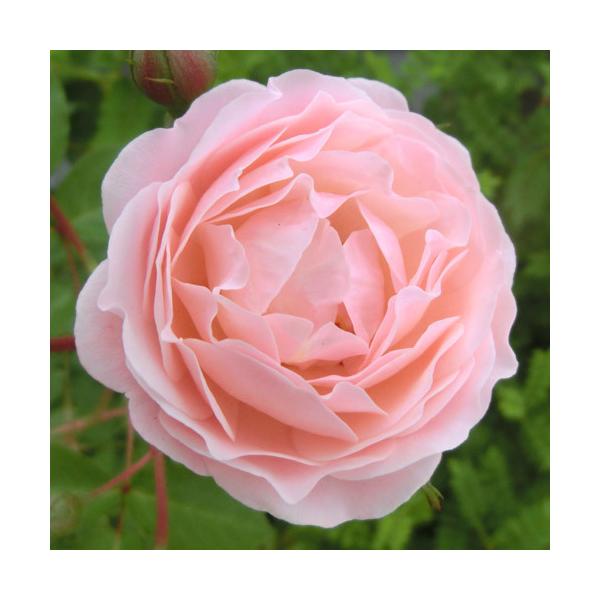 oc (\̔)  j[h[X 2N劔c 4