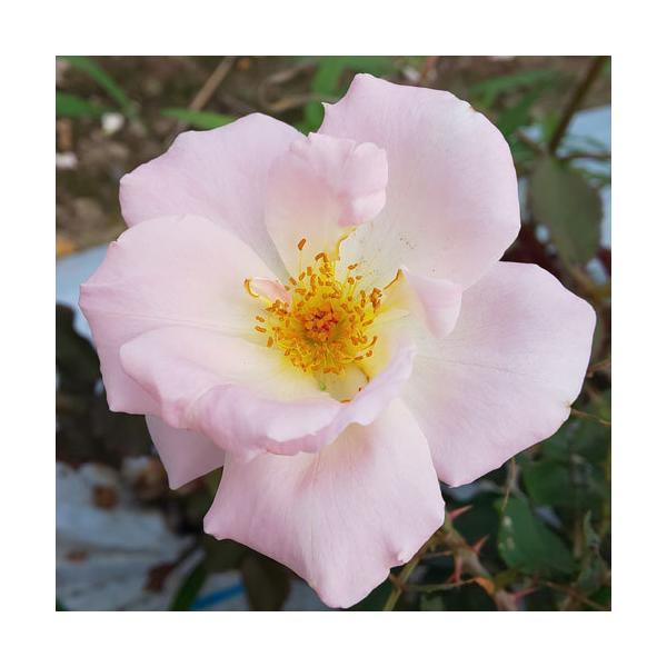 oc (\̔) RlXCXEFCN 2N劔c 4