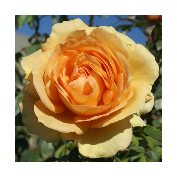 oc (\̔)  TEXAtJ 2N劔c 4