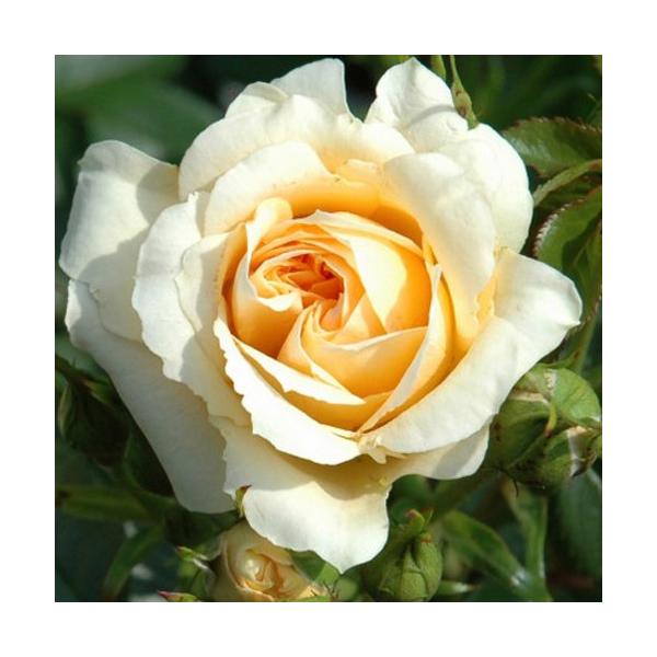 oc (\̔)  XC[g[Y 2N劔c 4