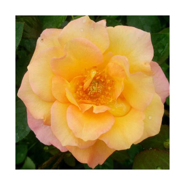 oc (\̔)  Xj[hDAltN 2N劔c 4