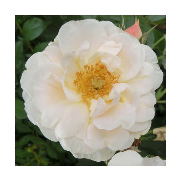 oc (\̔)  cP 2N劔c 4