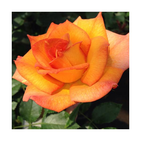 oc (\̔)  eL[2000 2N劔c 4