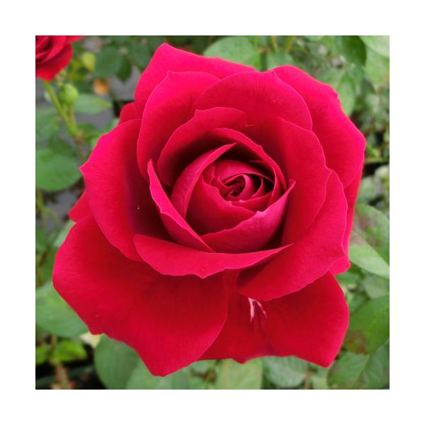 黒 バラ 苗の人気商品 通販 価格比較 価格 Com