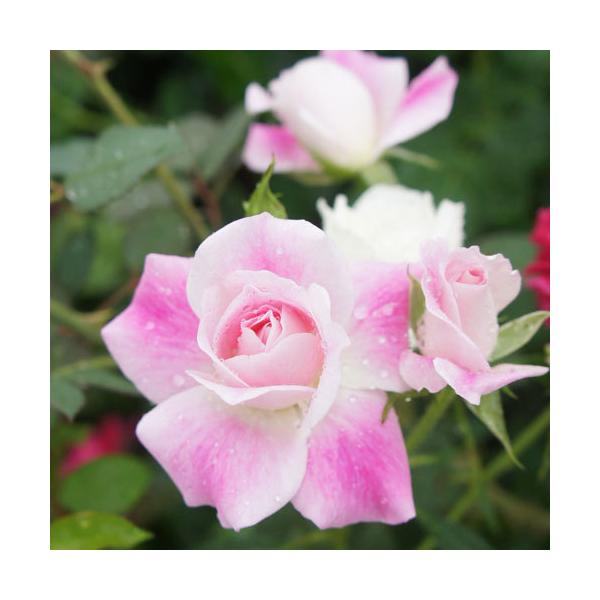 oc (\̔)  uAgsNACXo[O 2N劔c 4