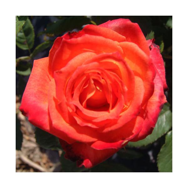 oc (\̔) }C~w 2N劔c 4