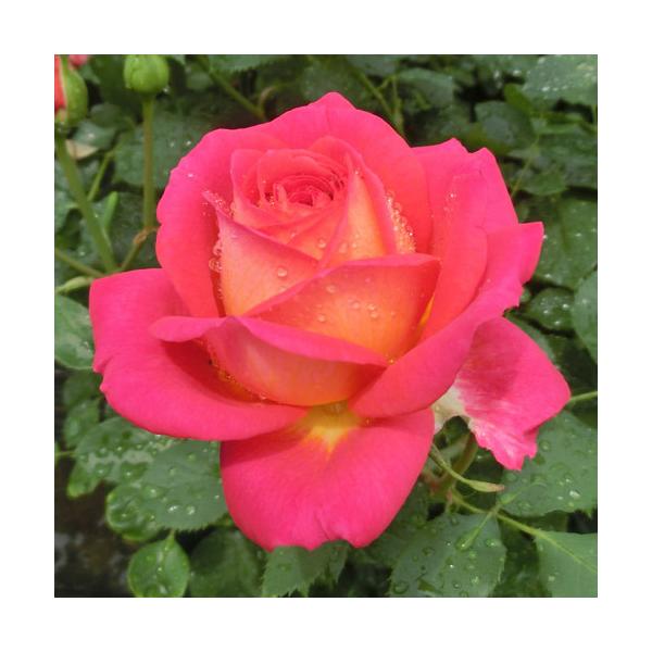 oc (\̔)  ~bhT}[ 2N劔c 4