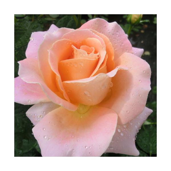 切り花 苗 バラ」の人気商品一覧 | 安い商品を通販サイトから探す