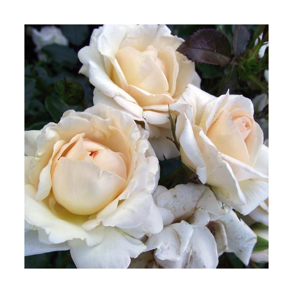 oc (\̔)  REFXO[[ 2N劔c 4