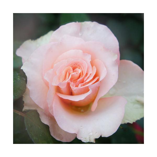 oc (\̔)  TXgbN 2N劔c 4