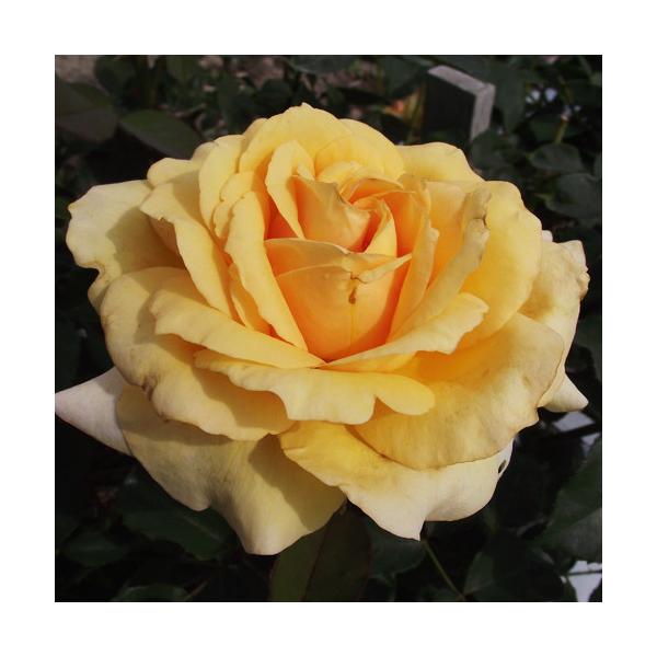 oc (\̔) \tBAlbTX 2N劔c 4