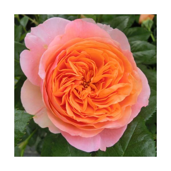 oc (\̔)  `byf[ 2N劔c 4