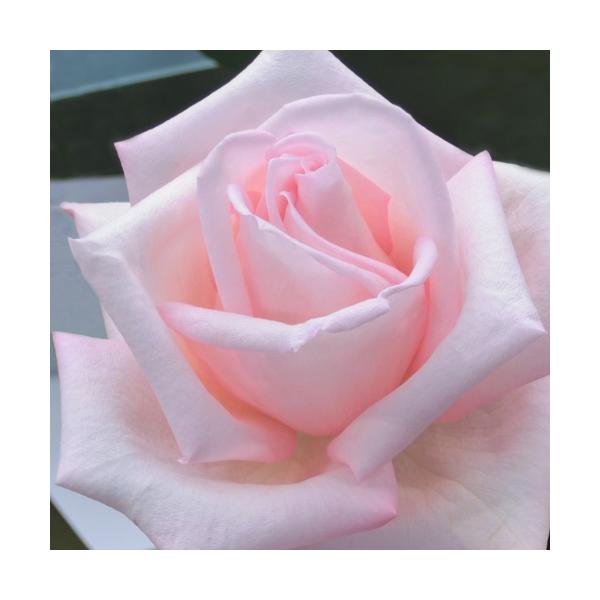 oc (\̔)  wPjM 2N劔c 4