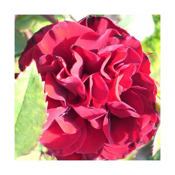 黒 バラ 苗の人気商品 通販 価格比較 価格 Com