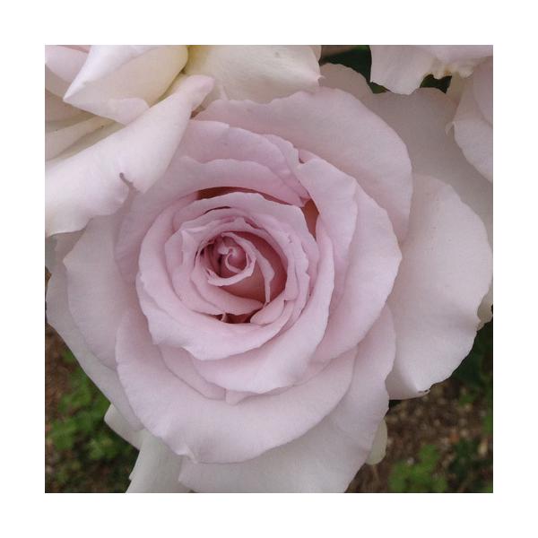 oc (\̔)  fBX 2N劔c 4