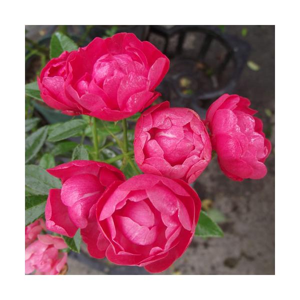 oc (\̔)  X_bNi}U[YfBj 2N劔c 4