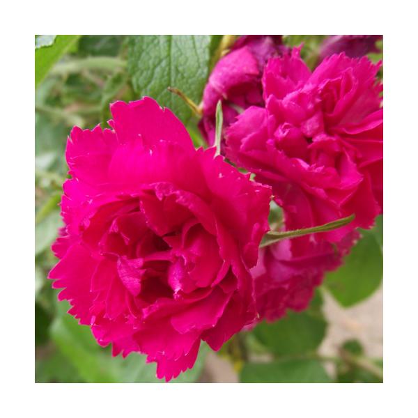 oc (\̔)  F.J.O[ehXg 2N劔c 4