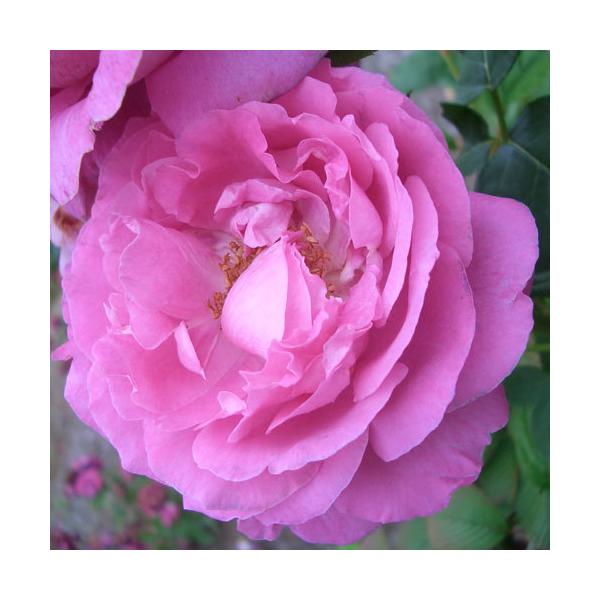 oc (\̔) |[lC 2N劔c 4