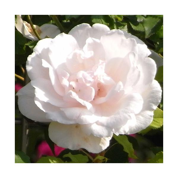 oc (\̔) }_AtbhLG[ 2N劔c 4