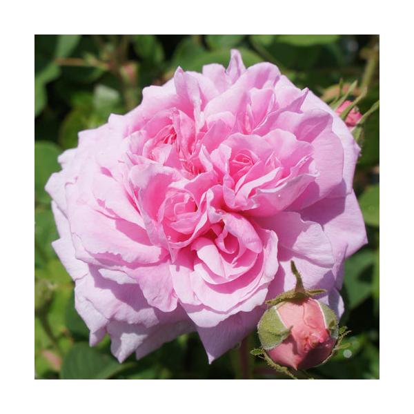 oc (\̔)  }_{[ 2N劔c 4