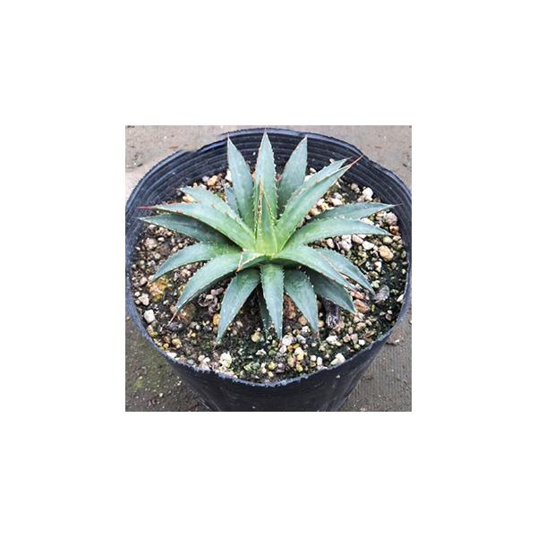 A AKx rrooGK[^ 15cm|bg