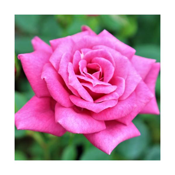 苗 ミニバラの人気商品 通販 価格比較 価格 Com