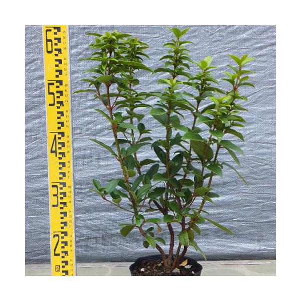 高さ:30cm〜60cm(発送時期により変わります)15cmポット■メール便不可：4本まで同梱可能学名：Viburnum tinus(スイカズラ科ガマズミ属)樹高：2m程度分類:別名：トキワガマズミ開花時期：5?6月頃用途：庭植え・切花・生...