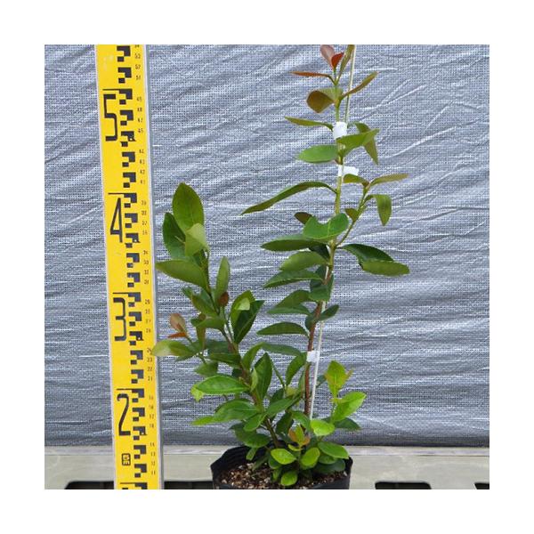 高さ:30cm〜70cm(発送時期により変わります)15cmポット■メール便不可：4本まで同梱可能学名：Psidium guajava（フトモモ科　バンジロウ属）別名：キミノバンジロウ樹高：2m自生地：熱帯アメリカ日照条件：日なた耐寒性：普...