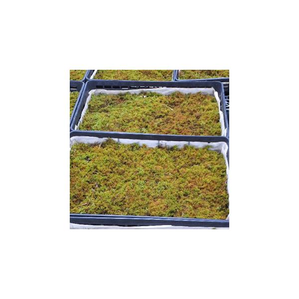 50cm×34cmのトレー■メール便不可：4本まで同梱可能半日陰から日陰で育つ苔で、樹木の下や建物の日陰の緑化に。庭での利用はもちろん、グリーンインテリアとして、また、温暖化対策緑化に利用できます。苔は発送時期により張り具合に差があります。...