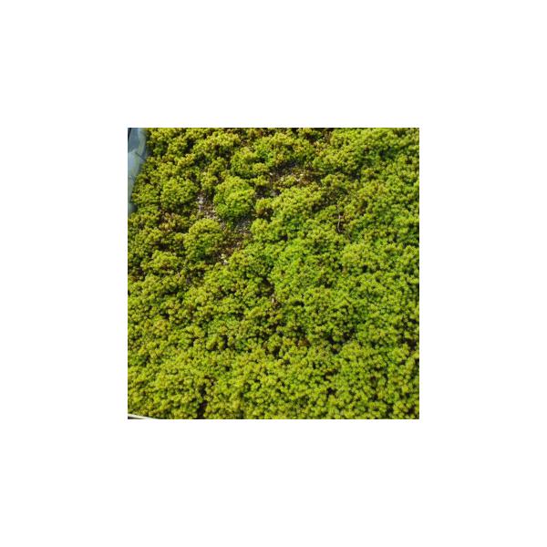 50cm×34cmのトレー又は30cm×60cmマット■メール便不可：4本まで同梱可能環境を選ばず栽培のしやすい苔です。庭での利用はもちろん、グリーンインテリアとして、また、温暖化対策緑化に利用できます。スナゴケの50cm×34cmのトレー...