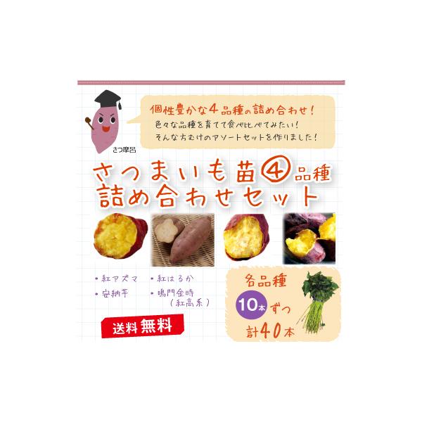 さつまいも苗 4品種詰め合わせセット紅アズマ・安納芋・紅はるか・鳴門金時（紅高系）それぞれ各品種を10本ずつ、計40本をセットにしました。  ■この商品はメール便不可です。宅配便でのお届けとなります。基腐れ病という病気が、全国的に甚大な被害...