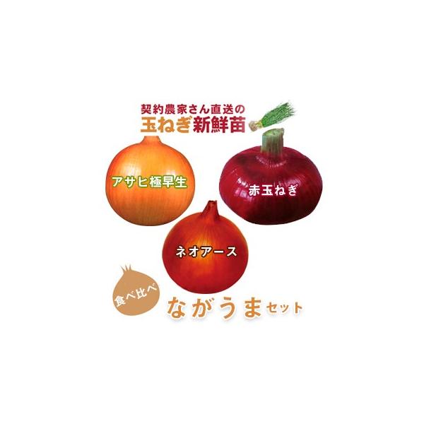 ʂ˂̕c i\j Ȃ܃Zbg