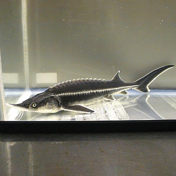 チョウザメ 稚魚 / ベステル / 体長 8cm前後｜観賞・研究・養殖向け｜国内発送