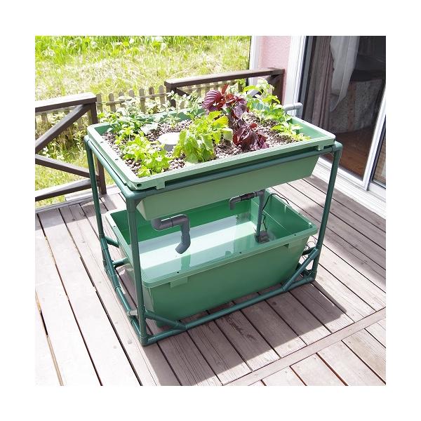 中型 アクアポニックス 水耕栽培 キット オーバーフロー 水槽 / さかな