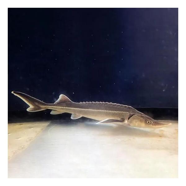 【2匹セット】養殖、アクアポニックス用、観賞用として人気の高い淡水魚、チョウザメ・コチョウザメ の稚魚です。チョウザメ類の中では比較的小型で飼育が容易な種で、初めての方にも扱いやすい種類です。チョウザメのなかでもキャビアができるまでが早く、...