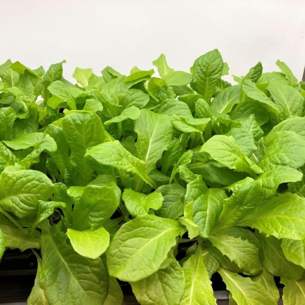 有機肥料で育てた水耕栽培専用の苗です。■メリット　(1)育苗の手間を削減　(2)失敗リスク、機会損失を軽減して成功率アップ■こんな方におすすめ　(1)導入初期　(2)違った品種も試してみたい　(3)バリエーションを増やしたい★人にも環境にも...