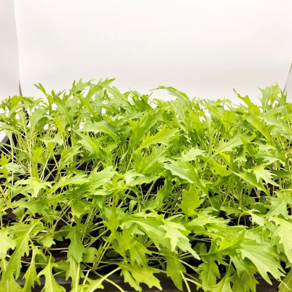 有機肥料で育てた水耕栽培専用の苗です。■メリット　(1)育苗の手間を削減　(2)失敗リスク、機会損失を軽減して成功率アップ■こんな方におすすめ　(1)導入初期　(2)違った品種も試してみたい　(3)バリエーションを増やしたい★人にも環境にも...