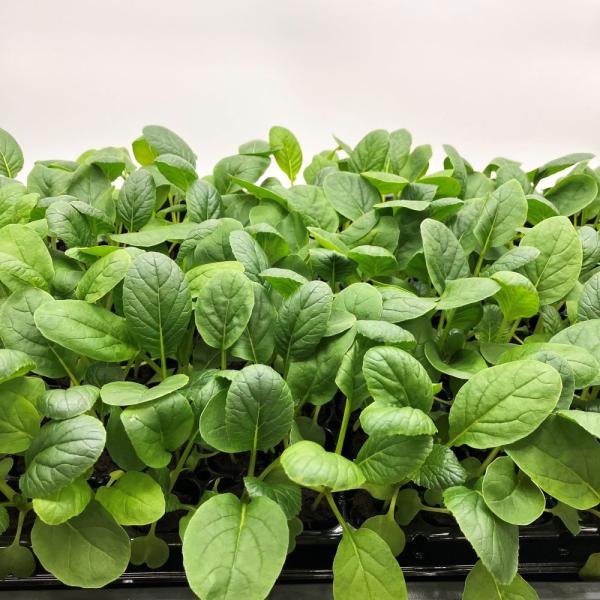 有機肥料で育てた水耕栽培専用の苗です。■メリット　(1)育苗の手間を削減　(2)失敗リスク、機会損失を軽減して成功率アップ■こんな方におすすめ　(1)導入初期　(2)違った品種も試してみたい　(3)バリエーションを増やしたい★人にも環境にも...