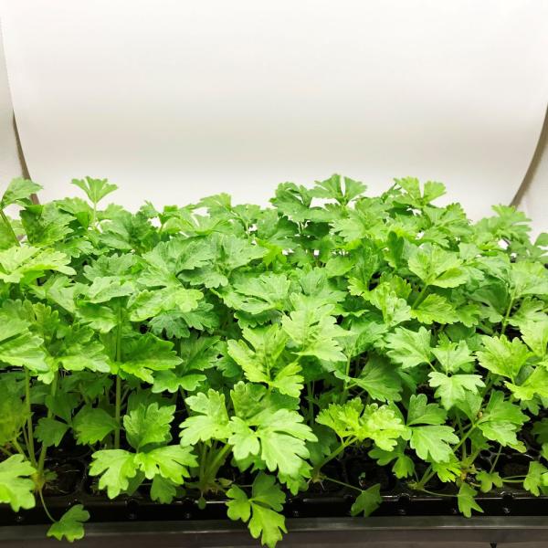 有機肥料で育てた水耕栽培専用の苗です。■メリット　(1)育苗の手間を削減　(2)失敗リスク、機会損失を軽減して成功率アップ■こんな方におすすめ　(1)導入初期　(2)違った品種も試してみたい　(3)バリエーションを増やしたい★人にも環境にも...