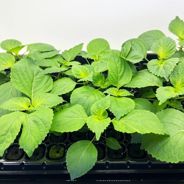 有機肥料で育てた水耕栽培専用の苗です。■メリット　(1)育苗の手間を削減　(2)失敗リスク、機会損失を軽減して成功率アップ■こんな方におすすめ　(1)導入初期　(2)違った品種も試してみたい　(3)バリエーションを増やしたい★人にも環境にも...