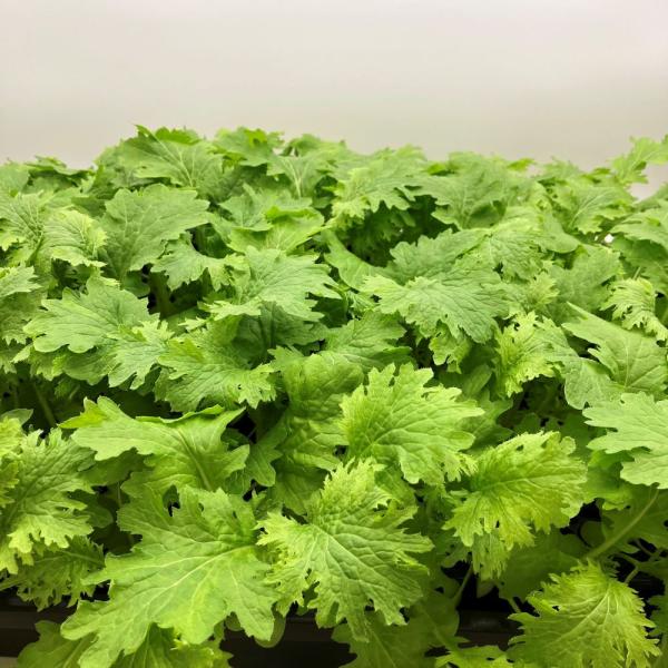 有機肥料で育てた水耕栽培専用の苗です。■メリット　(1)育苗の手間を削減　(2)失敗リスク、機会損失を軽減して成功率アップ■こんな方におすすめ　(1)導入初期　(2)違った品種も試してみたい　(3)バリエーションを増やしたい★人にも環境にも...