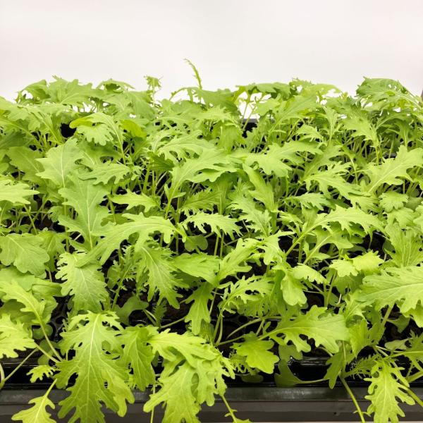 有機肥料で育てた水耕栽培専用の苗です。■メリット　(1)育苗の手間を削減　(2)失敗リスク、機会損失を軽減して成功率アップ■こんな方におすすめ　(1)導入初期　(2)違った品種も試してみたい　(3)バリエーションを増やしたい★人にも環境にも...