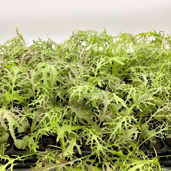 有機肥料で育てた水耕栽培専用の苗です。■メリット　(1)育苗の手間を削減　(2)失敗リスク、機会損失を軽減して成功率アップ■こんな方におすすめ　(1)導入初期　(2)違った品種も試してみたい　(3)バリエーションを増やしたい★人にも環境にも...